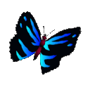 RPHButterfly