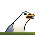 seagullscream