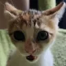 coralgasp
